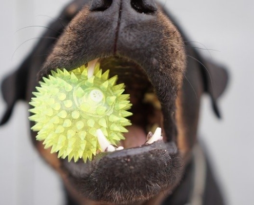 4Pfoten-Urlaub Hunden Zähne putzen