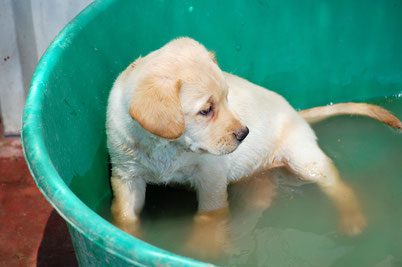 4Pfoten-Urlaub Hunde und Wasser