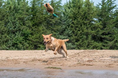 4Pfoten-Urlaub Strandferien mit Hund