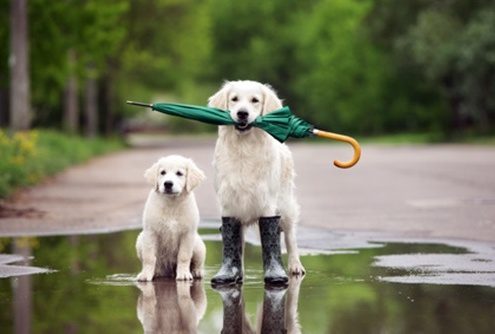 4Pfoten-Urlaub Verreisen mit Hund