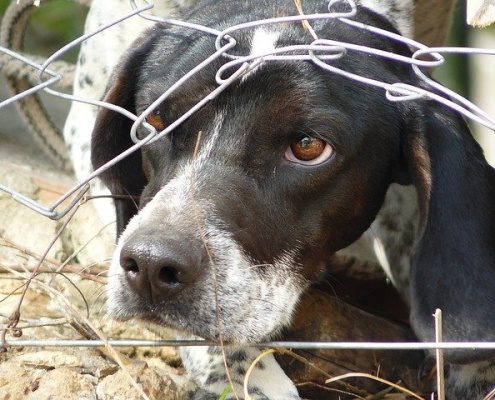 4Pfoten-Urlaub Tiere schützen