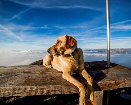 4Pfoten-Urlaub Wanderurlaub mit Hund in den Bergen