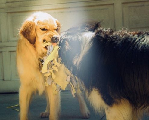 4Pfoten-Urlaub streitende Hunde