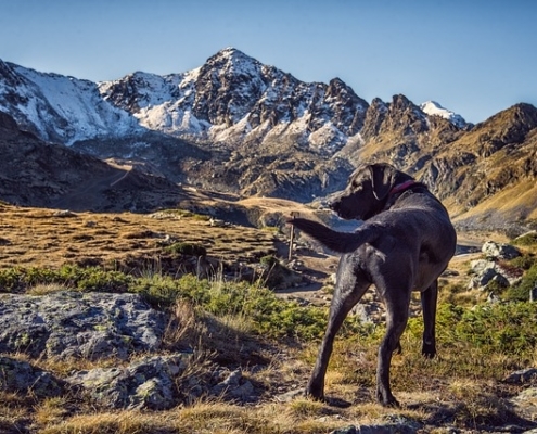 4Pfoten-Urlaub Urlaub mit Hund in den Bergen