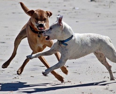 4Pfoten-Urlaub Hundehalterhaftpflichtversicherung