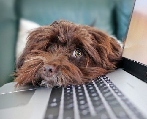 4Pfoten-Urlaub Hund im Büro