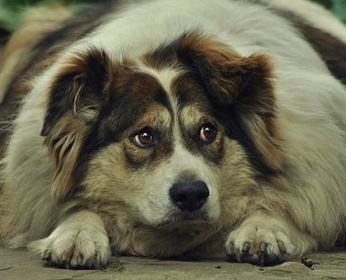 4Pfoten-Urlaub dicker Hund