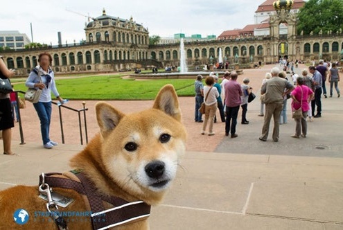 4Pfoten-Urlaub Dresden mit Hund
