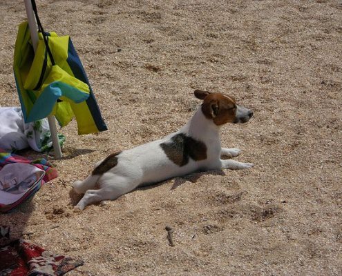 4pfoten-urlaub mit dem Hund ans Meer