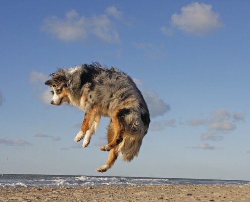 4Pfoten-Urlaub Hundestrand