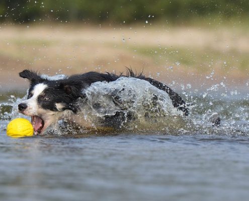 4Pfoten-Urlaub Reisen mit Hund ans Meer