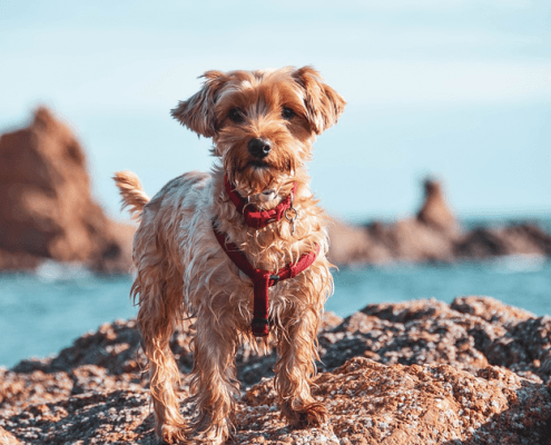 4Pfoten-Urlaub Strandurlaub mit Hund