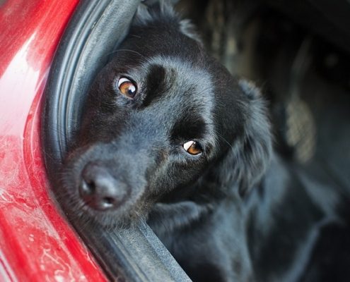 4pfoten-urlaub Autofahrt mit Hund