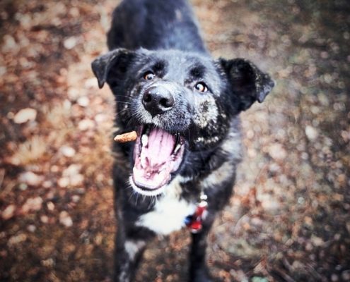 4Pfoten-Urlaub Hundefutter