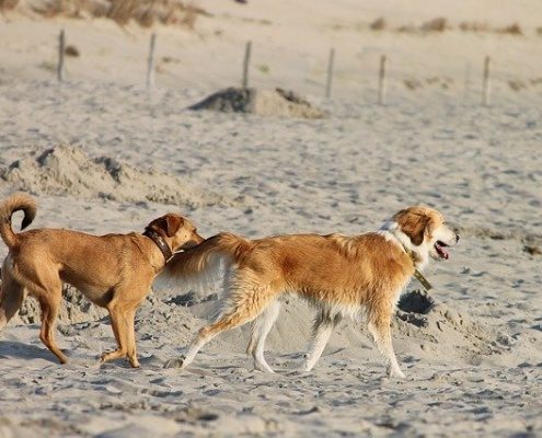 4Pfoten-Urlaub Hunde am Strand