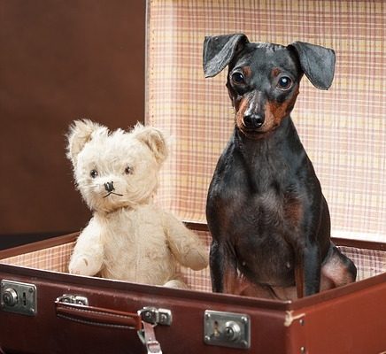 4Pfoten-Urlaub Reisen mit Hund