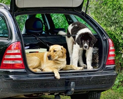 So fährt dein Hund sicher im Auto mit