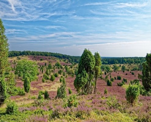 4Pfoten-Urlaub Wanderurlaub mit Hund in der Lüneburger Heide