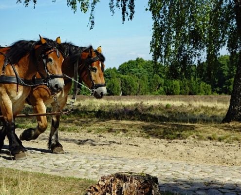 4Pfoten-Urlaub Ferien mit Hund in der Lüneburger Heide