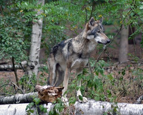 4Pfoten-Urlaub Wolfcenter Dörverden erkunden