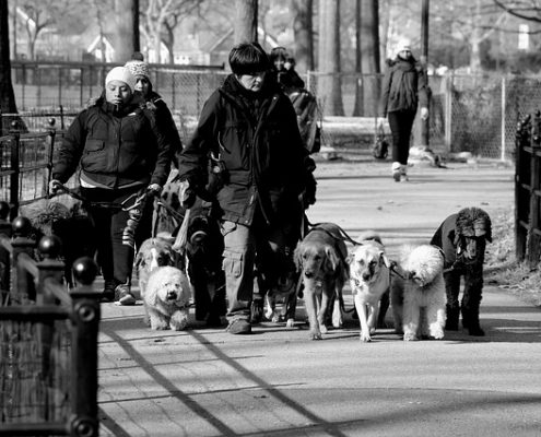 4Pfoten-Urlaub – Städteurlaub mit Hund