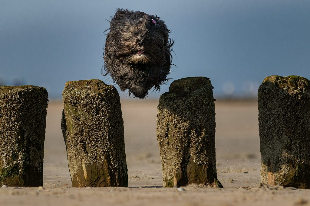 4pfoten-Urlaub den Hund beschäftigen