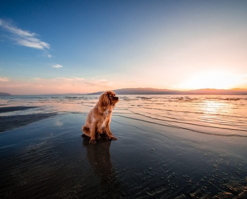 4Pfoten-Urlaub Strandurlaub mit Hund