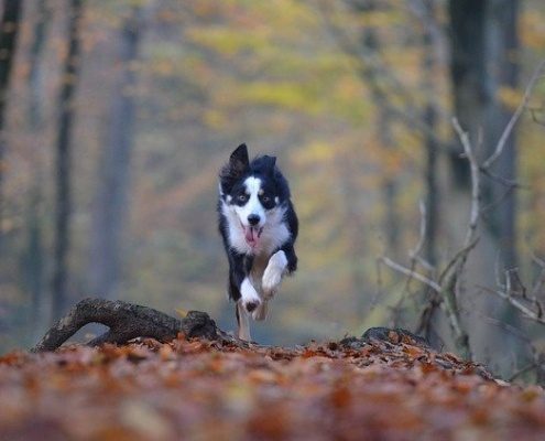 4Pfoten-Urlaub Wandern mit Hund