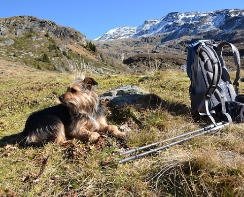 4Pfoten-Urlaub – Wanderurlaub mit Hund