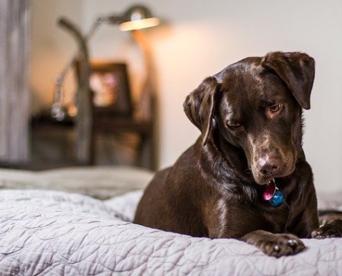 4Pfoten-Urlaub Ferienwohnung mit Hund