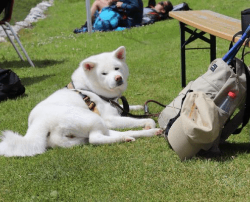 Alpenüberquerung mit Hund