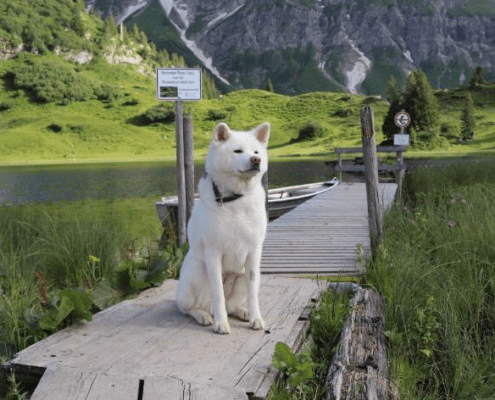 Alpenüberquerung mit Hund