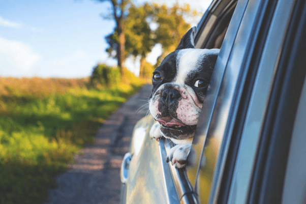 4Pfoten-Urlaub Hunde transportieren