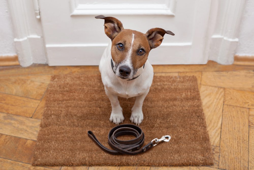 4Pfoten-Urlaub Hund wartet auf Spaziergang