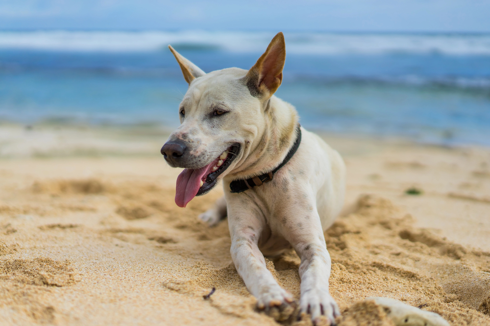 4Pfoten-Urlaub Hund hechelt