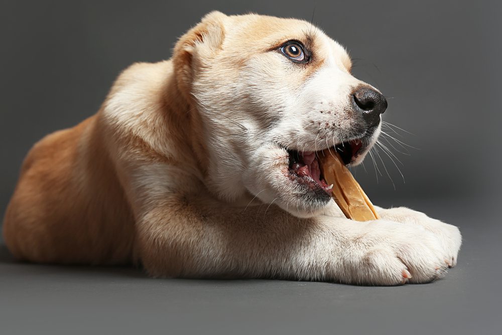 4Pfoten-Urlaub Kauknochen für Hunde