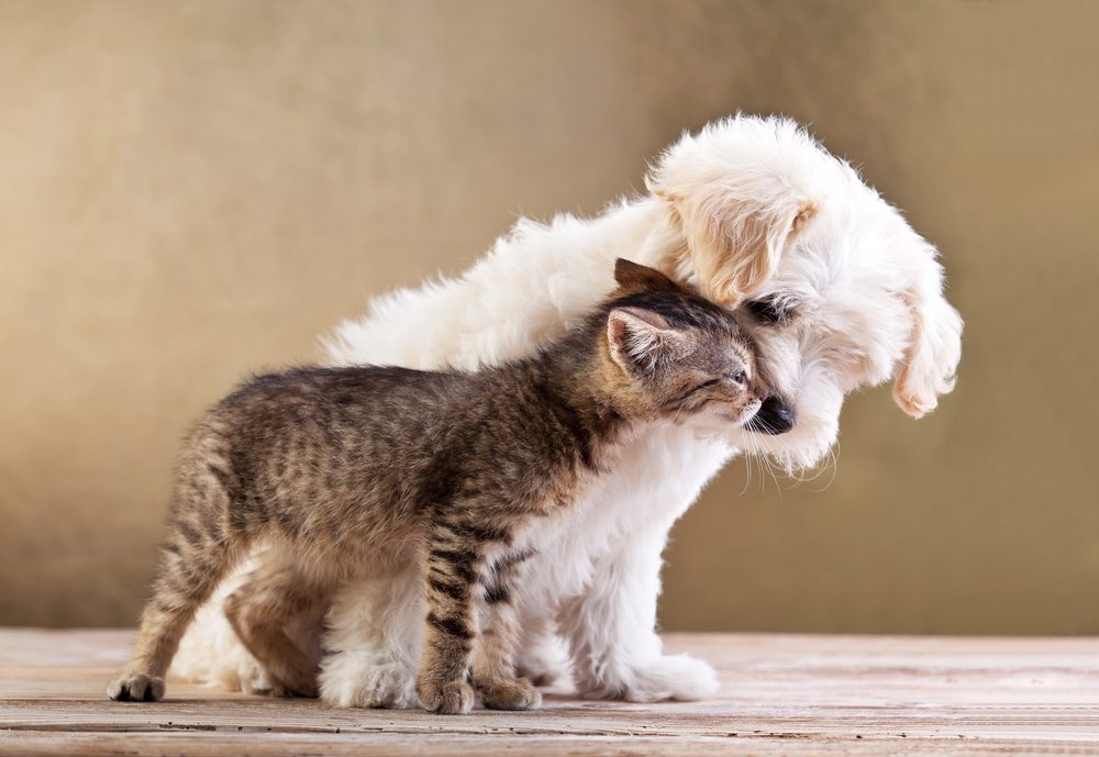 4Pfoten-Urlaub Hund und Katze, die sich mögen