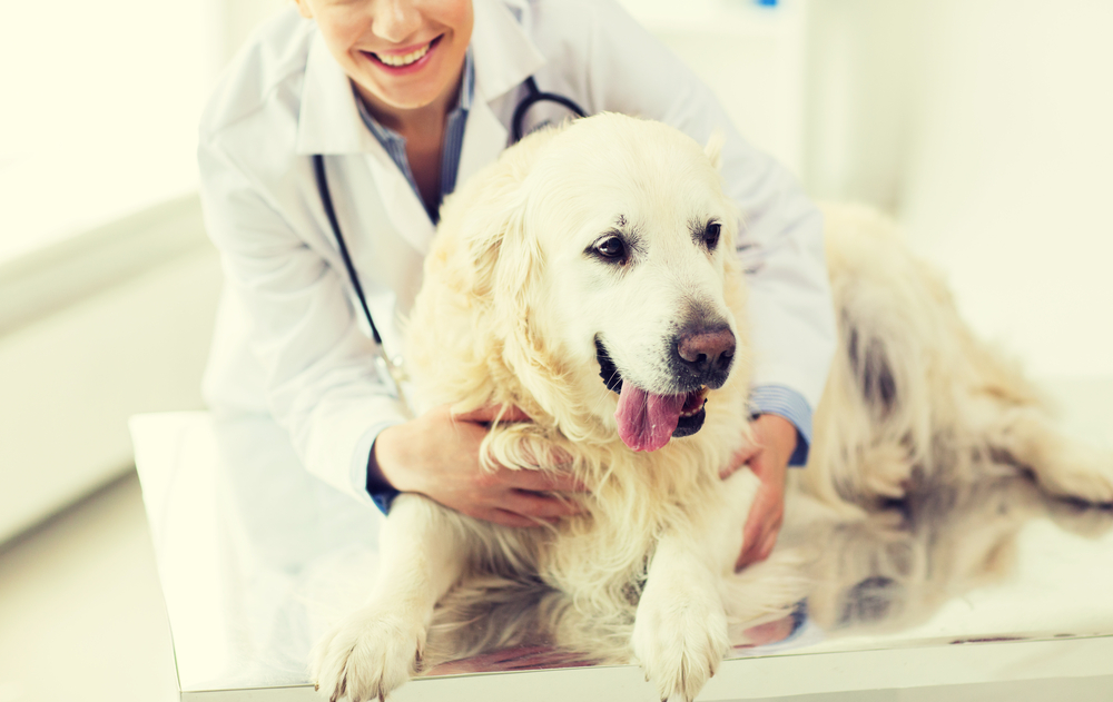 4Pfoten-Urlaub Hund beim Tierarzt