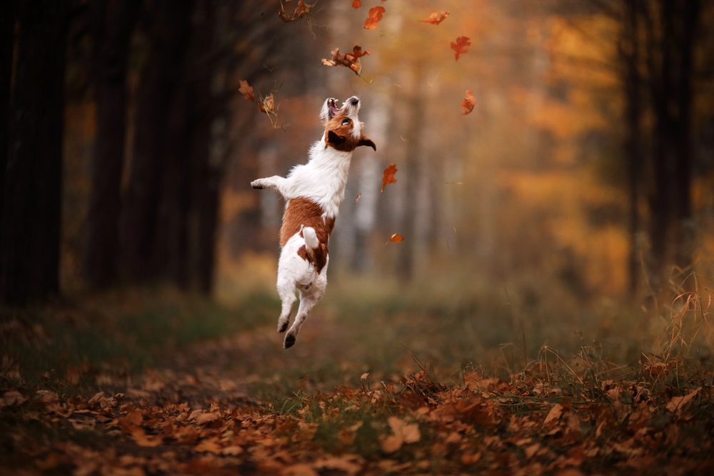4Pfoten-Urlaub Hund tobt im Herbstlaub