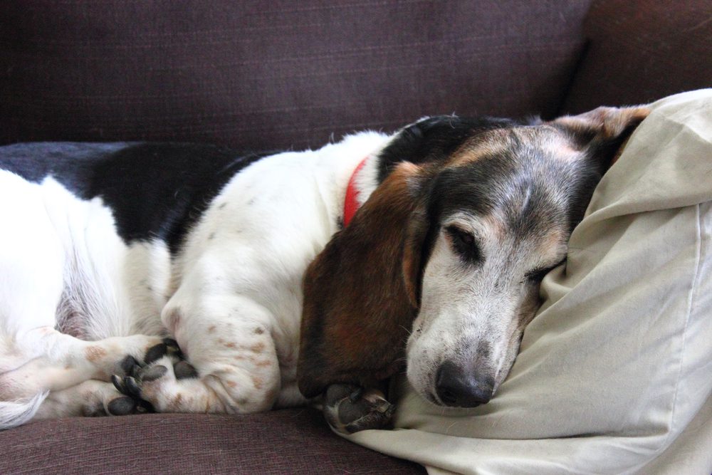 4Pfoten-Urlaub alter Hund ruht sich auf dem Sofa aus