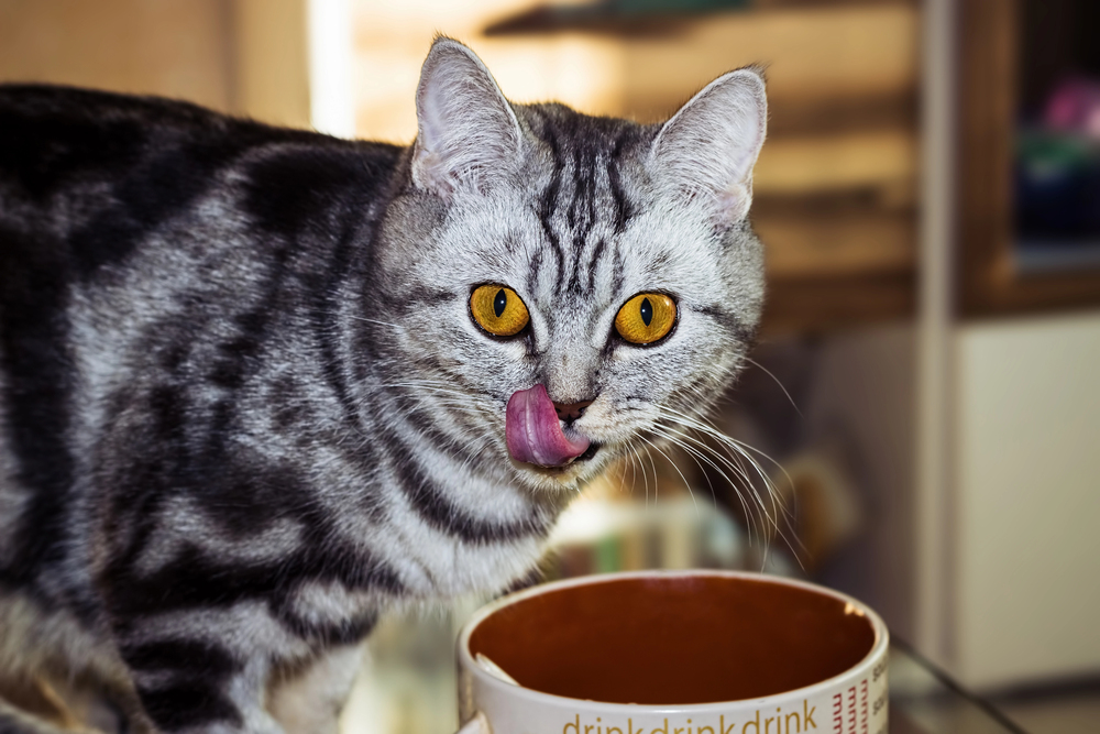 4Pfoten-Urlaub Katze hat gefressen