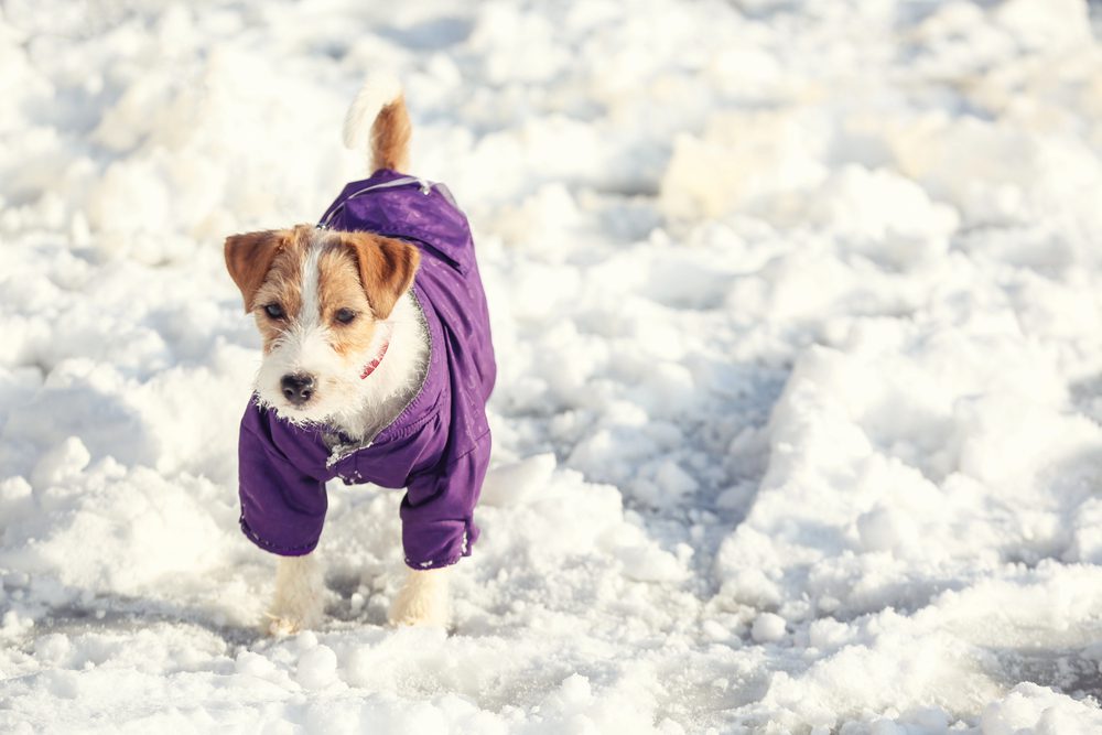 4Pfoten-Urlaub Hund mit Mantel im Schnee