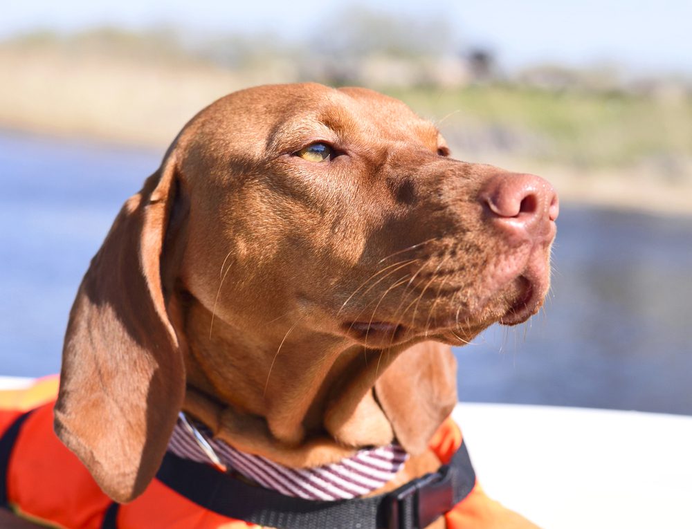 4Pfoten-Urlaub Urlaub mit Hund auf dem Wasser