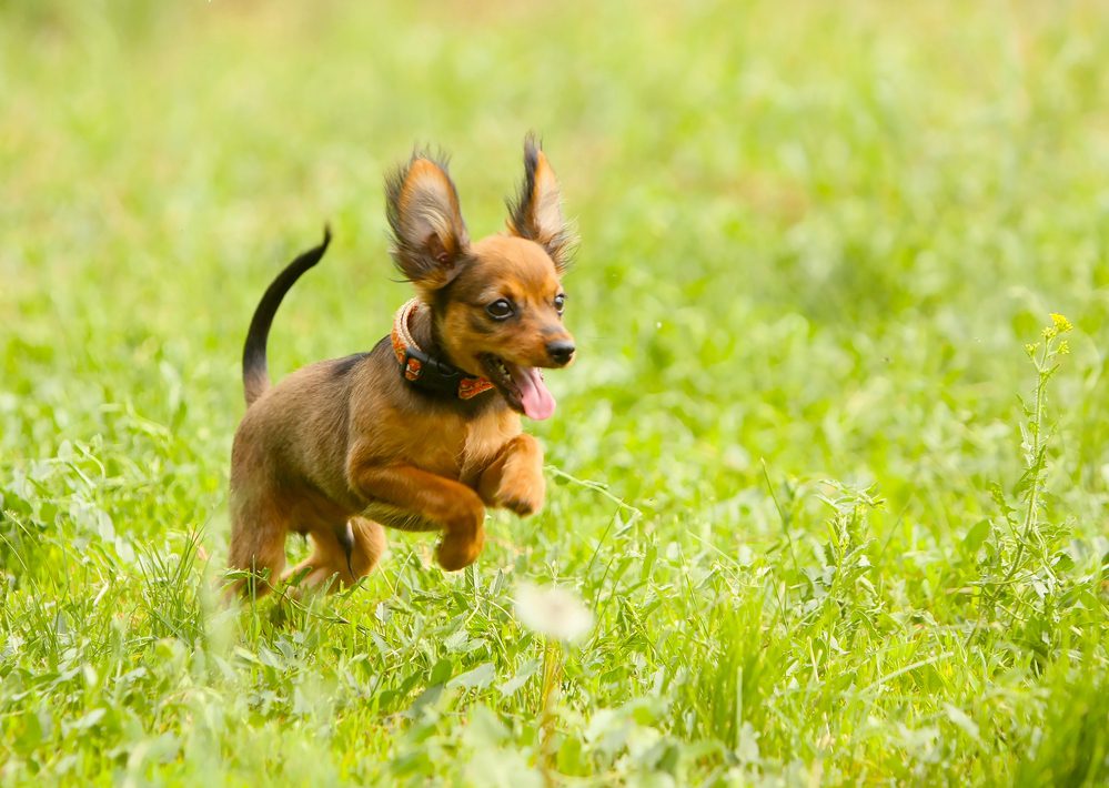 4Pfoten-Urlaub Hund rennt über Gras