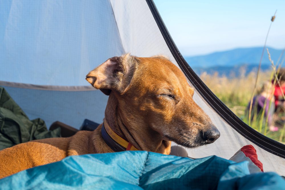 4Pfoten-Urlaub Campoingurlaub mit Hund