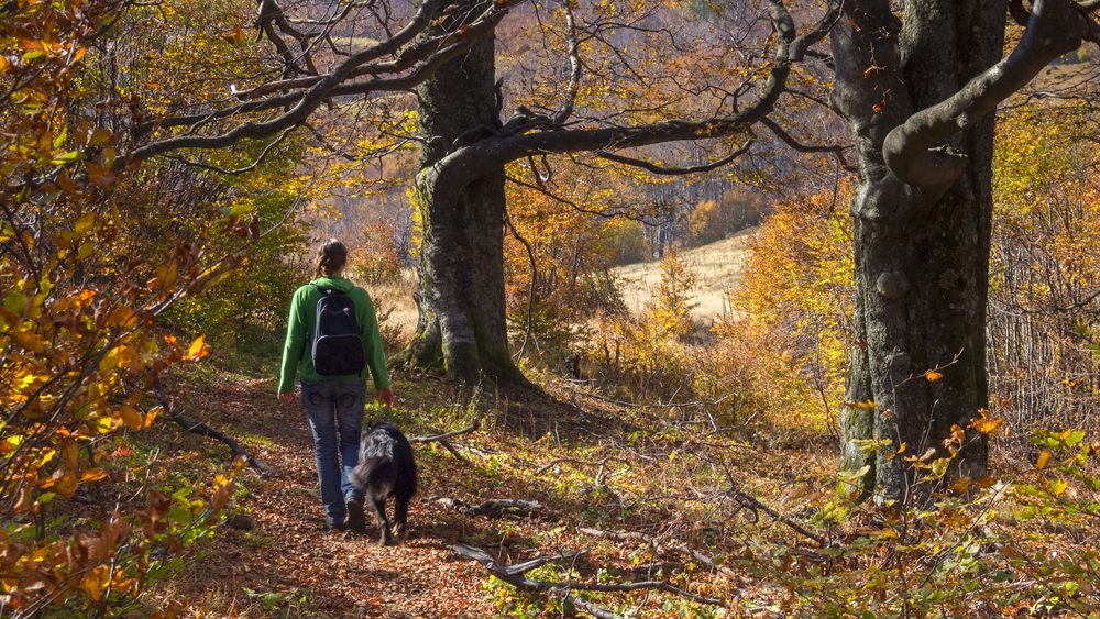 4Pfoten-Urlaub Spaziergang im Wald mit dem Vierbeiner