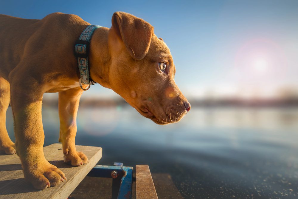 4Pfoten-Urlaub Strandurlaub mit Hund