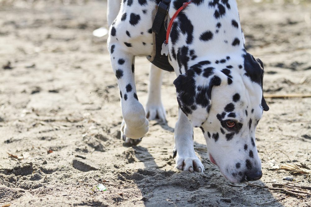 4Pfoten-Urlaub Nasenarbeit im Strandurlaub mit Hund