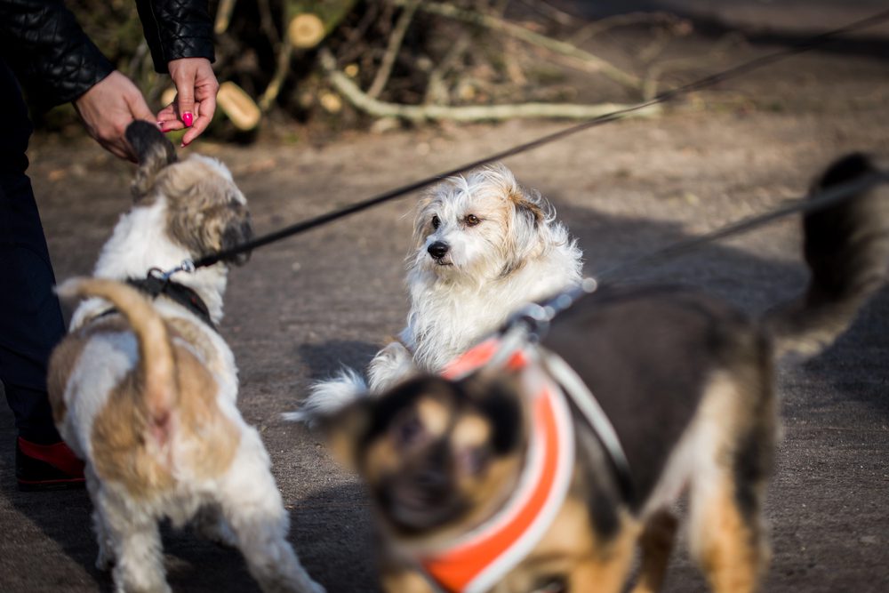 4Pfoten-Urlaub Hund wird belohnt