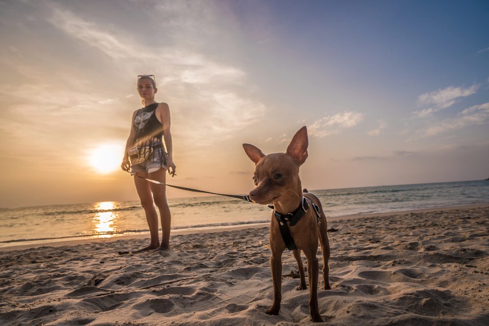 4Pfoten-Urlaub Hund am Strand an der Leine